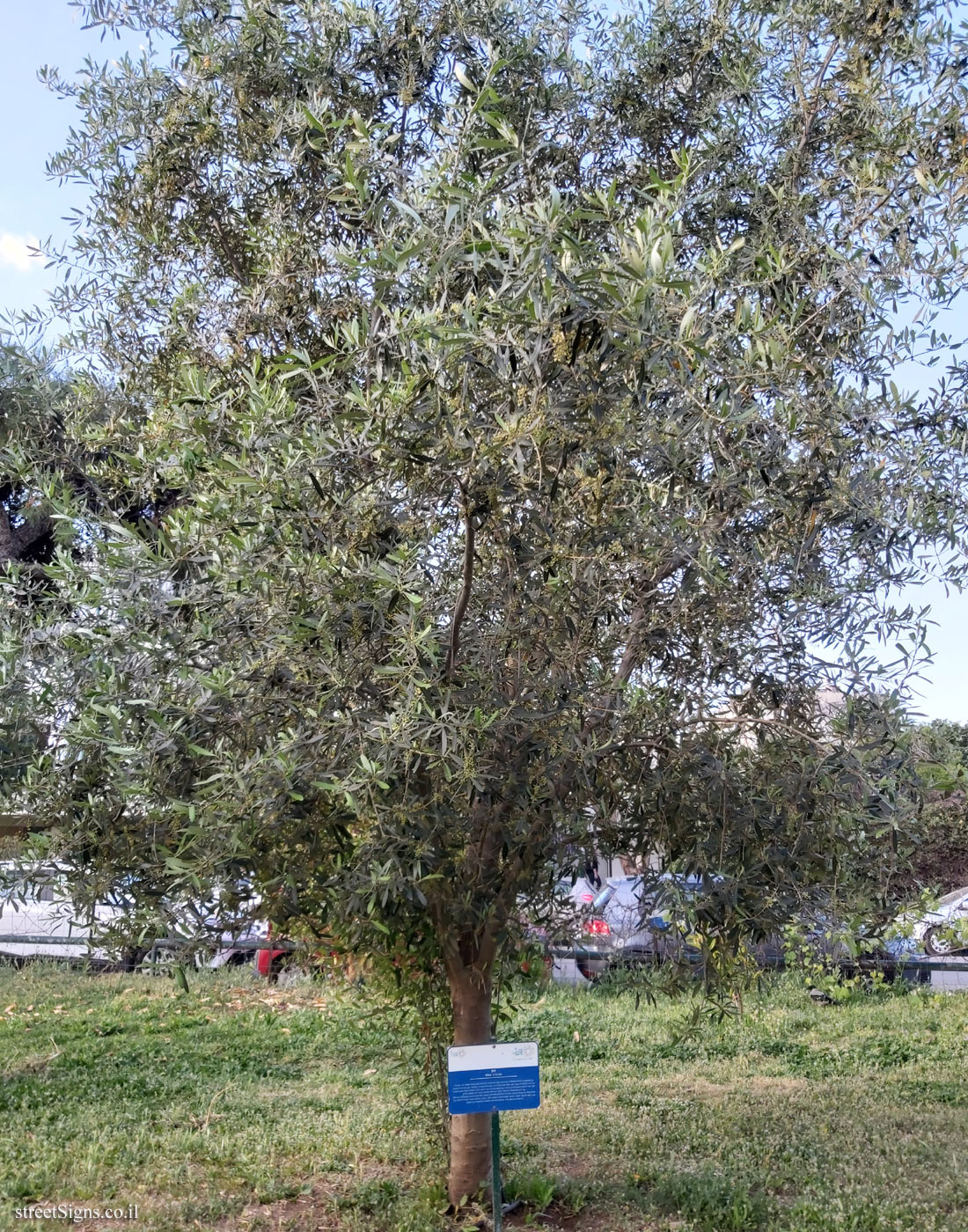 Tel Aviv Orchard - Olive - Bnei Dan St 8, Tel Aviv-Yafo, Israel