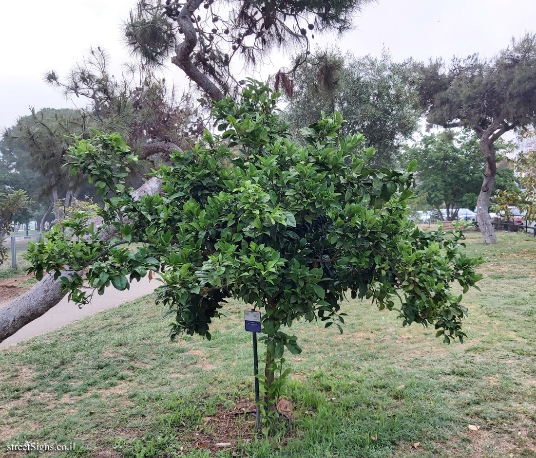 Tel Aviv Orchard - Clementine - Bnei Dan St 8, Tel Aviv-Yafo, Israel