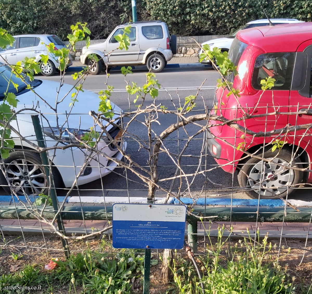 Tel Aviv Orchard - Grape vine - Bnei Dan St 8, Tel Aviv-Yafo, Israel