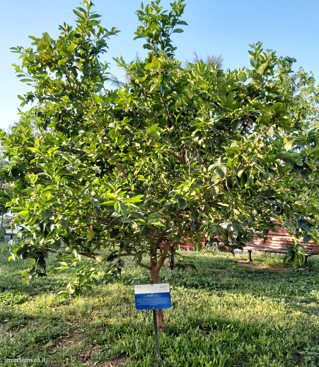 Tel Aviv Orchard - Lime - Bnei Dan St 8, Tel Aviv-Yafo, Israel