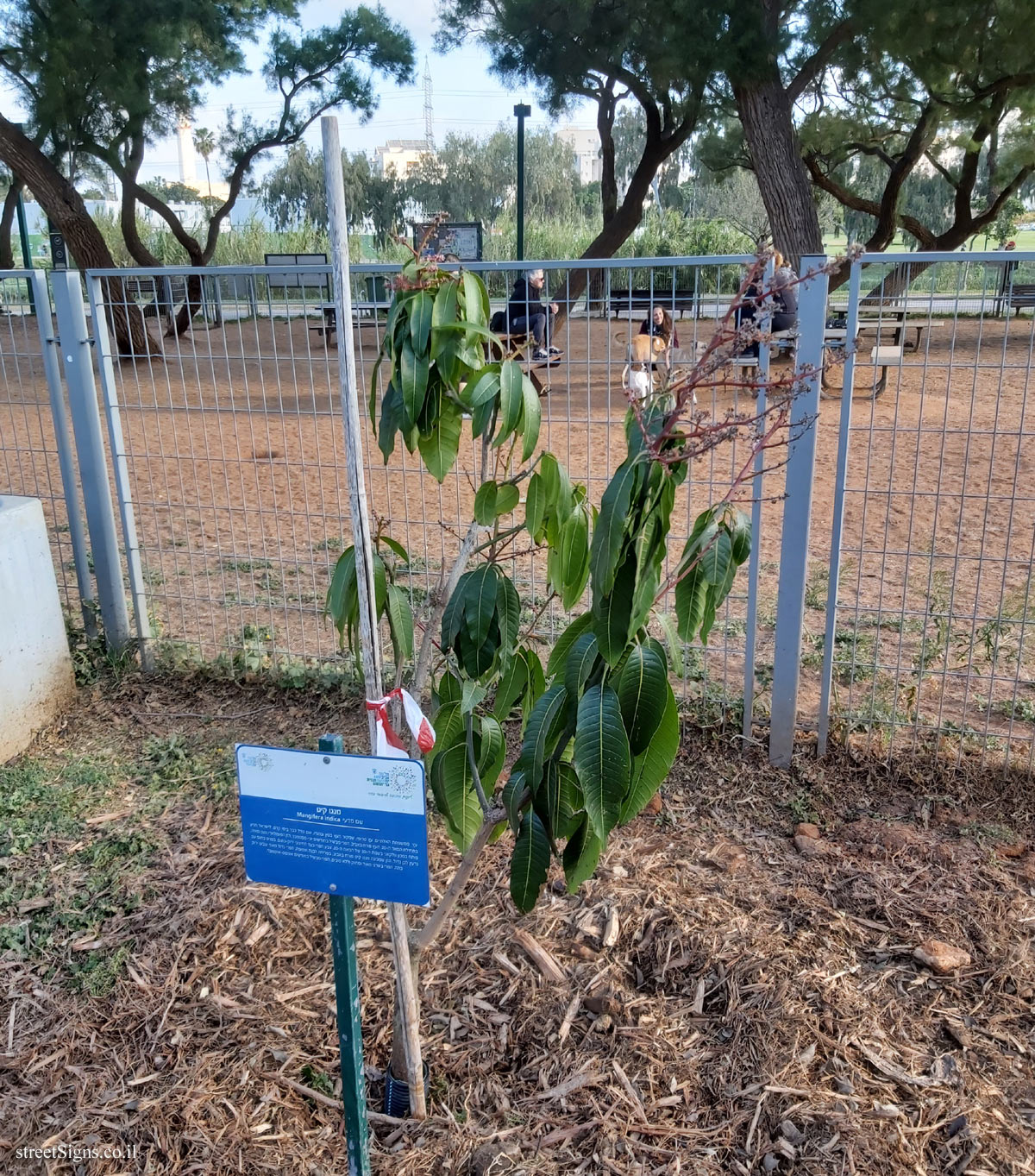 Tel Aviv Orchard - Mango Keitt - Bnei Dan St 8, Tel Aviv-Yafo, Israel