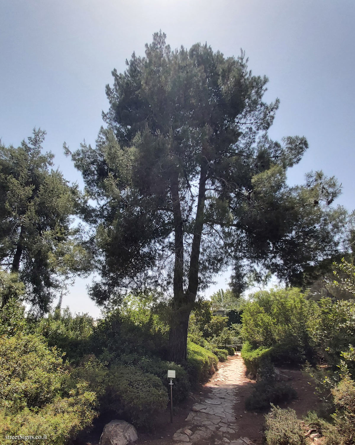 The Hebrew University of Jerusalem - Discovery Tree Walk - Aleppo Pine - Safra Campus