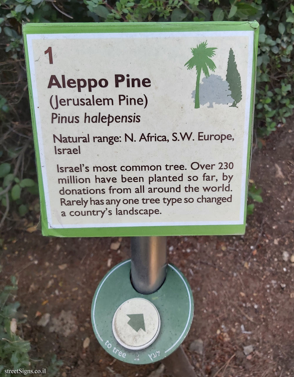 The Hebrew University of Jerusalem - Discovery Tree Walk - Aleppo Pine - The second face