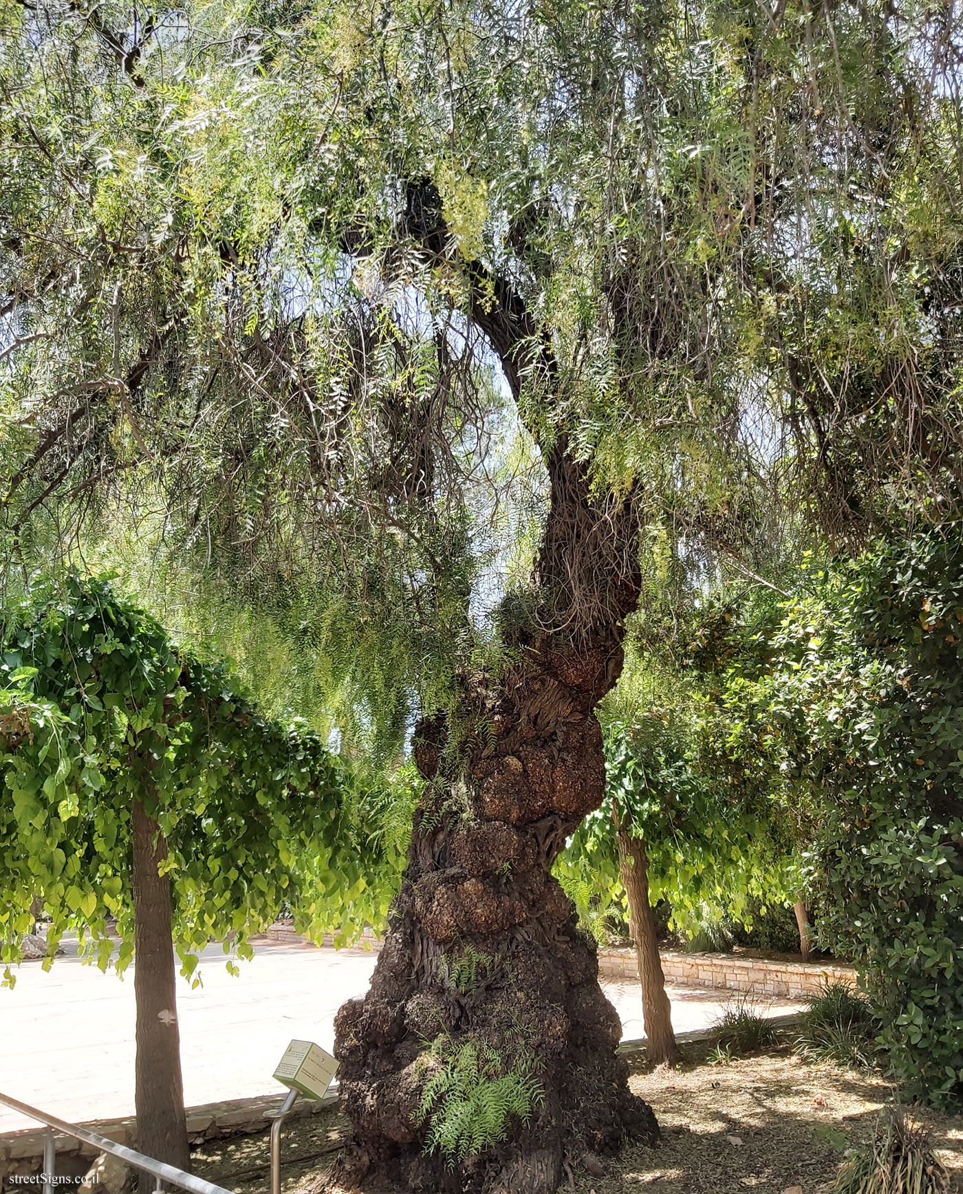 The Hebrew University of Jerusalem - Discovery Tree Walk - California Pepper Tree - Safra Campus