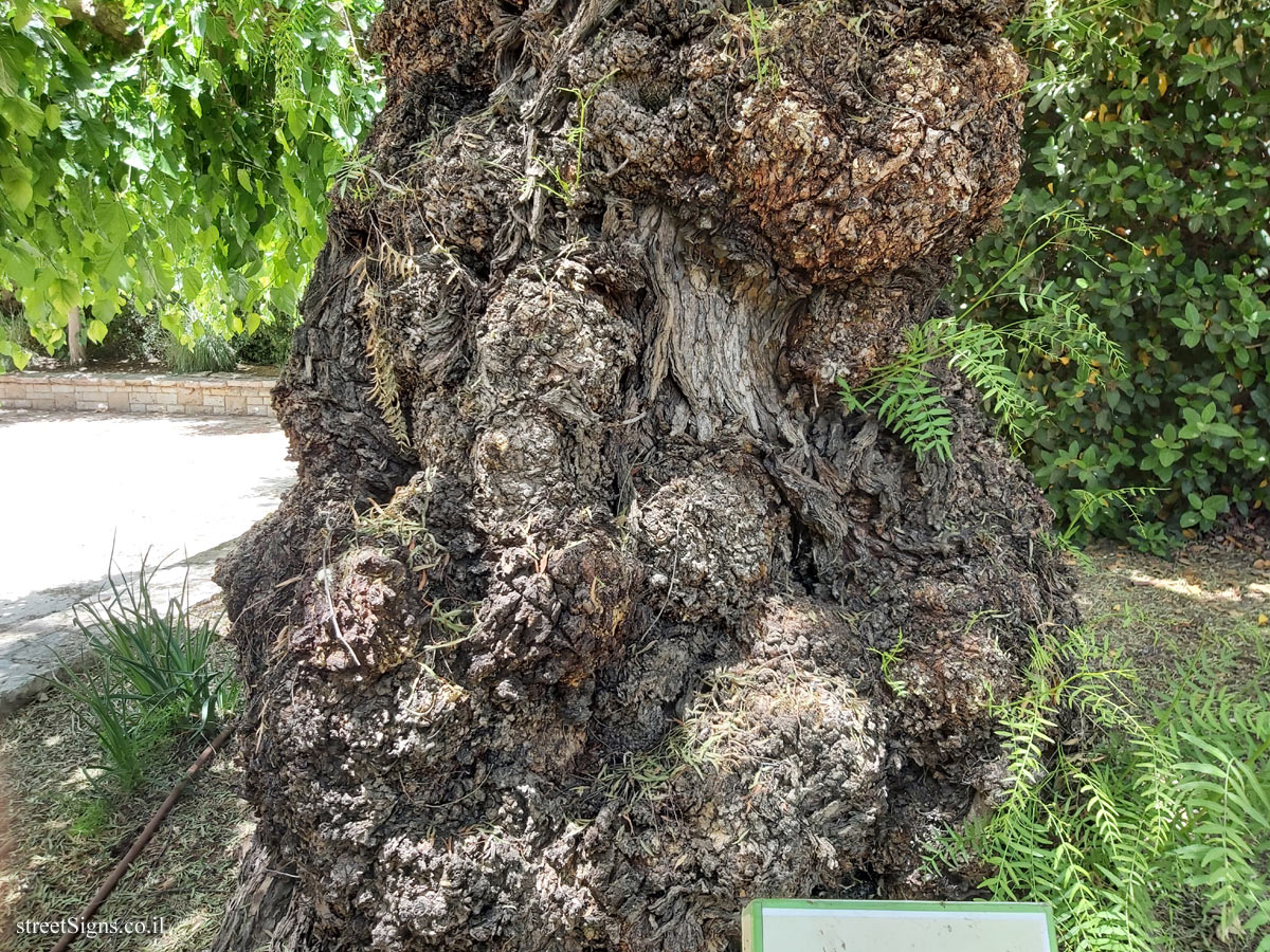 The Hebrew University of Jerusalem - Discovery Tree Walk - California Pepper Tree - Safra Campus