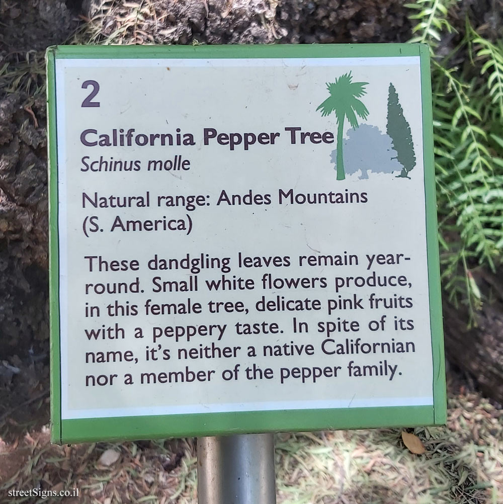 The Hebrew University of Jerusalem - Discovery Tree Walk - California Pepper Tree - The second face