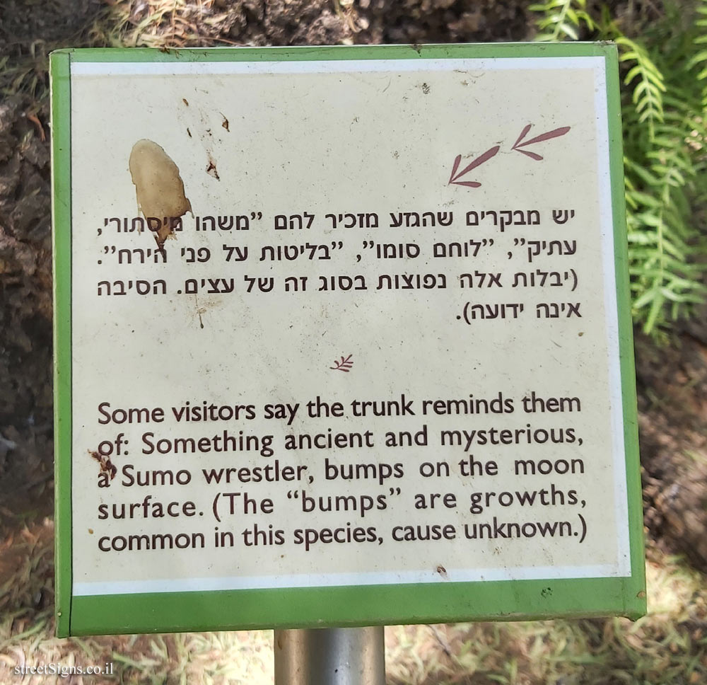 The Hebrew University of Jerusalem - Discovery Tree Walk - California Pepper Tree - The fourth face