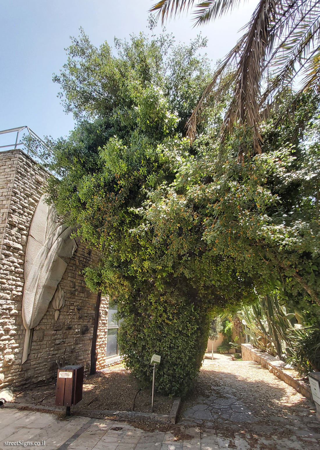 The Hebrew University of Jerusalem - Discovery Tree Walk - Palestine Oak - Safra Campus