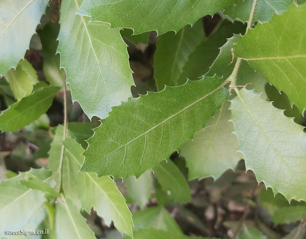 The Hebrew University of Jerusalem - Discovery Tree Walk - Palestine Oak - Safra Campus