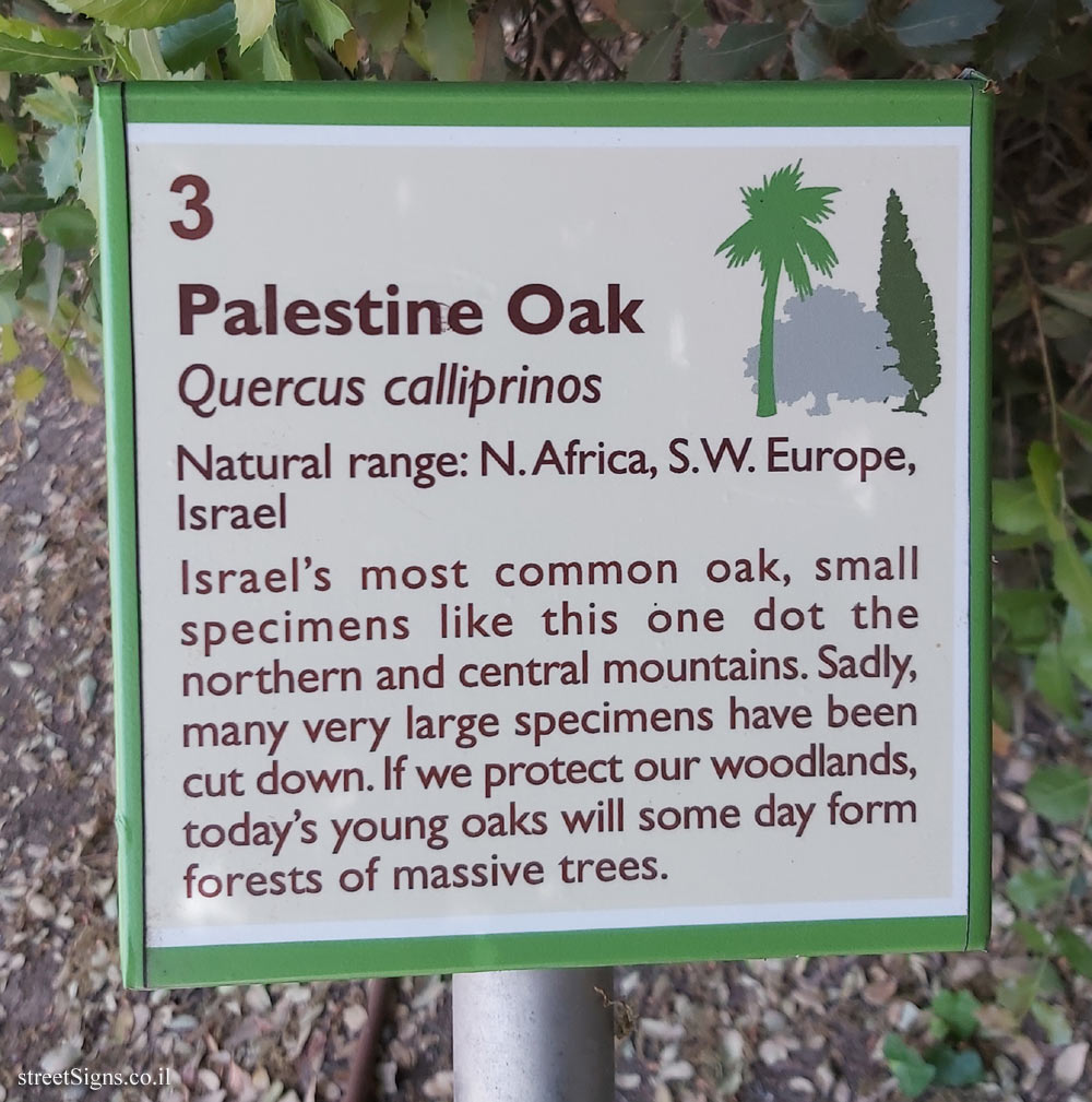 The Hebrew University of Jerusalem - Discovery Tree Walk - Palestine Oak - The second face