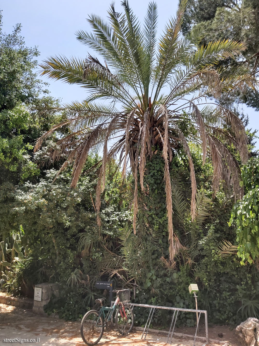 The Hebrew University of Jerusalem - Discovery Tree Walk - Date Palm - Safra Campus