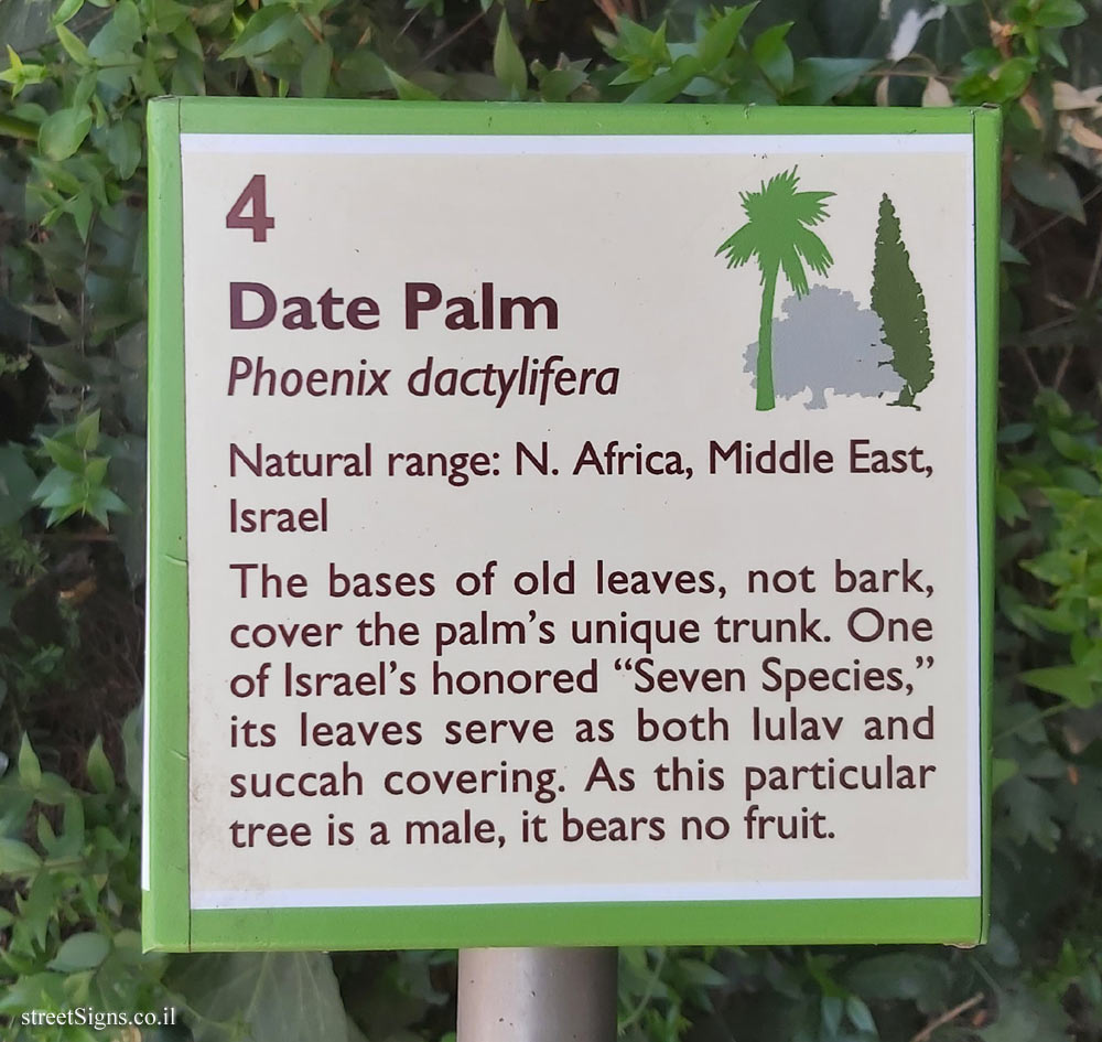 The Hebrew University of Jerusalem - Discovery Tree Walk - Date Palm - The second face