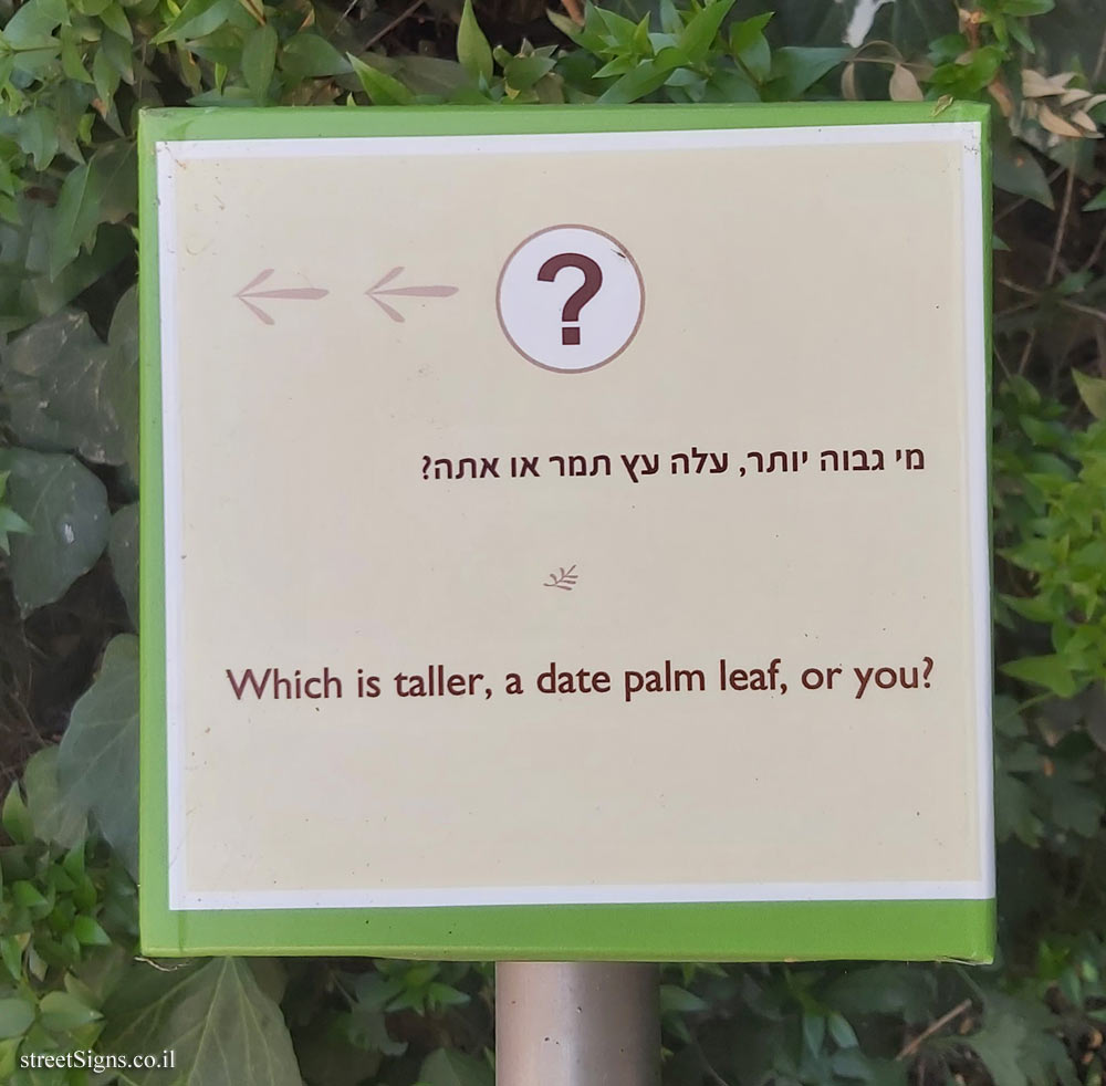 The Hebrew University of Jerusalem - Discovery Tree Walk - Date Palm - The third face
