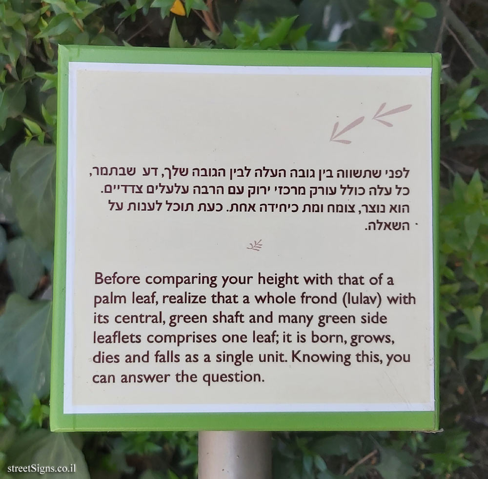 The Hebrew University of Jerusalem - Discovery Tree Walk - Date Palm - The fourth face