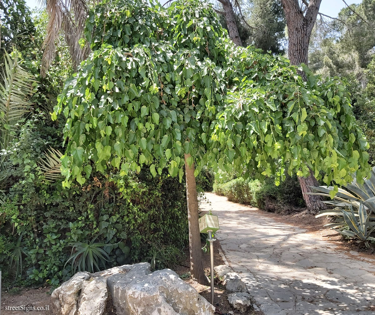 The Hebrew University of Jerusalem - Discovery Tree Walk - White Mulberry - Safra Campus
