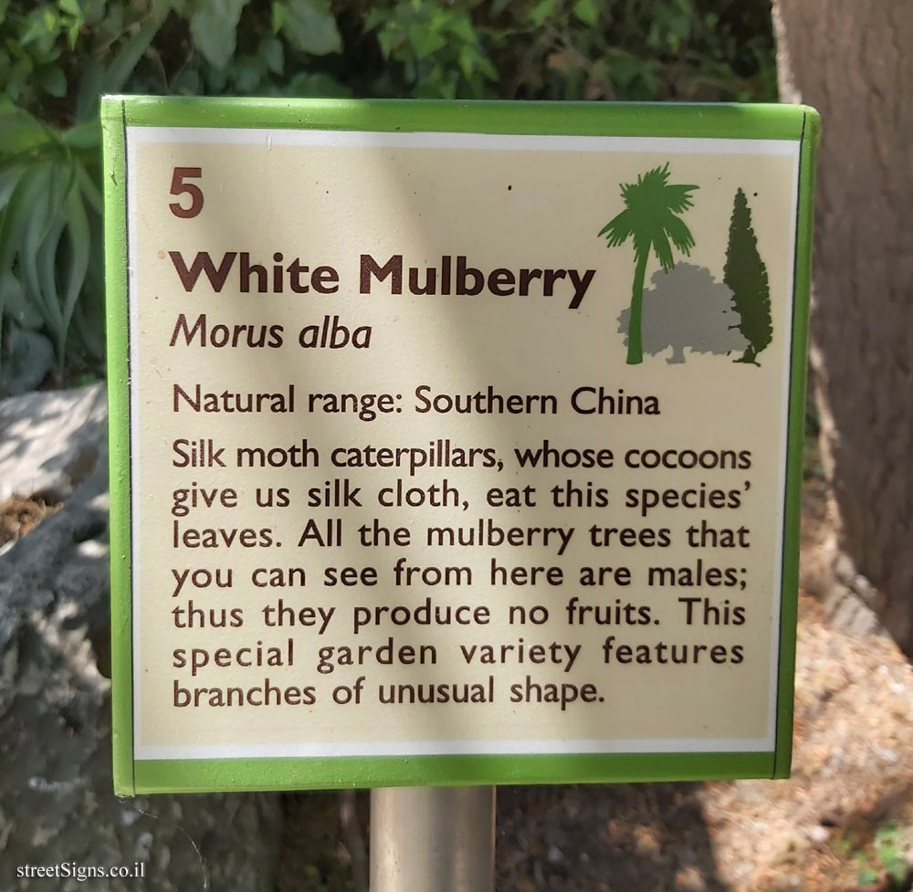 The Hebrew University of Jerusalem - Discovery Tree Walk - White Mulberry - The second face