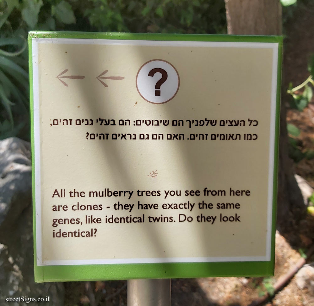 The Hebrew University of Jerusalem - Discovery Tree Walk - White Mulberry - The third face