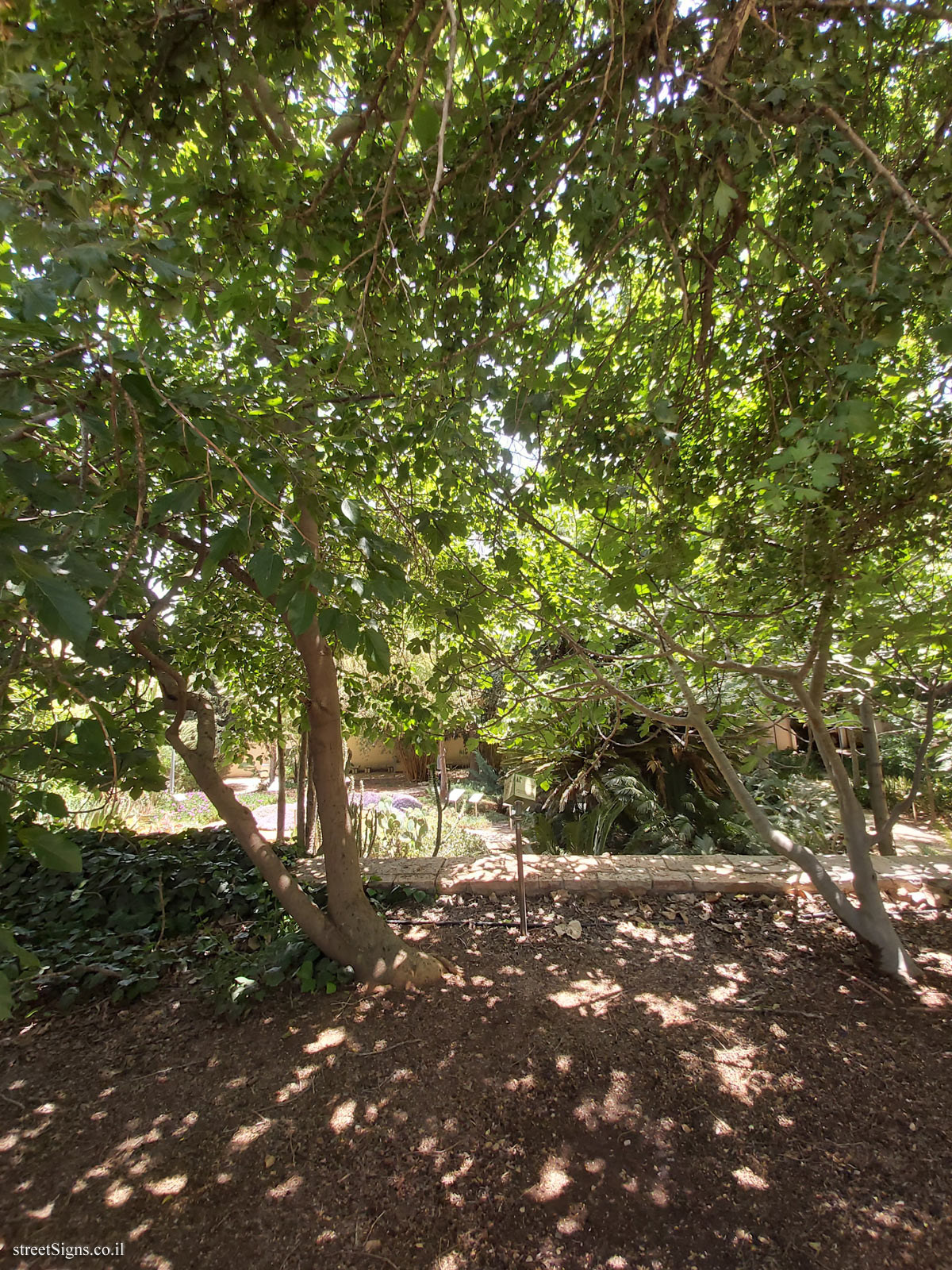 The Hebrew University of Jerusalem - Discovery Tree Walk - False Sago Palm - Safra Campus
