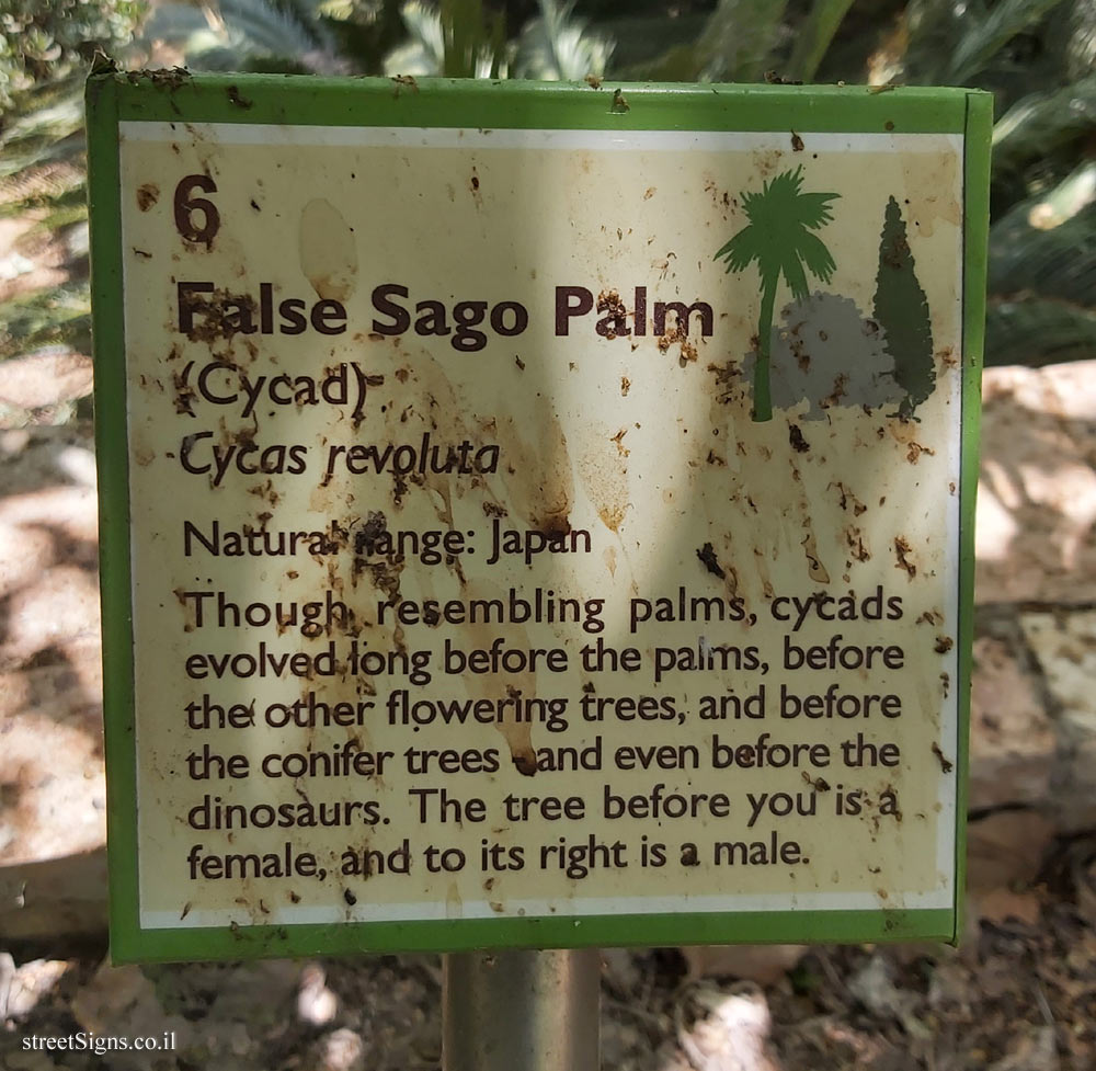 The Hebrew University of Jerusalem - Discovery Tree Walk - False Sago Palm - The second face