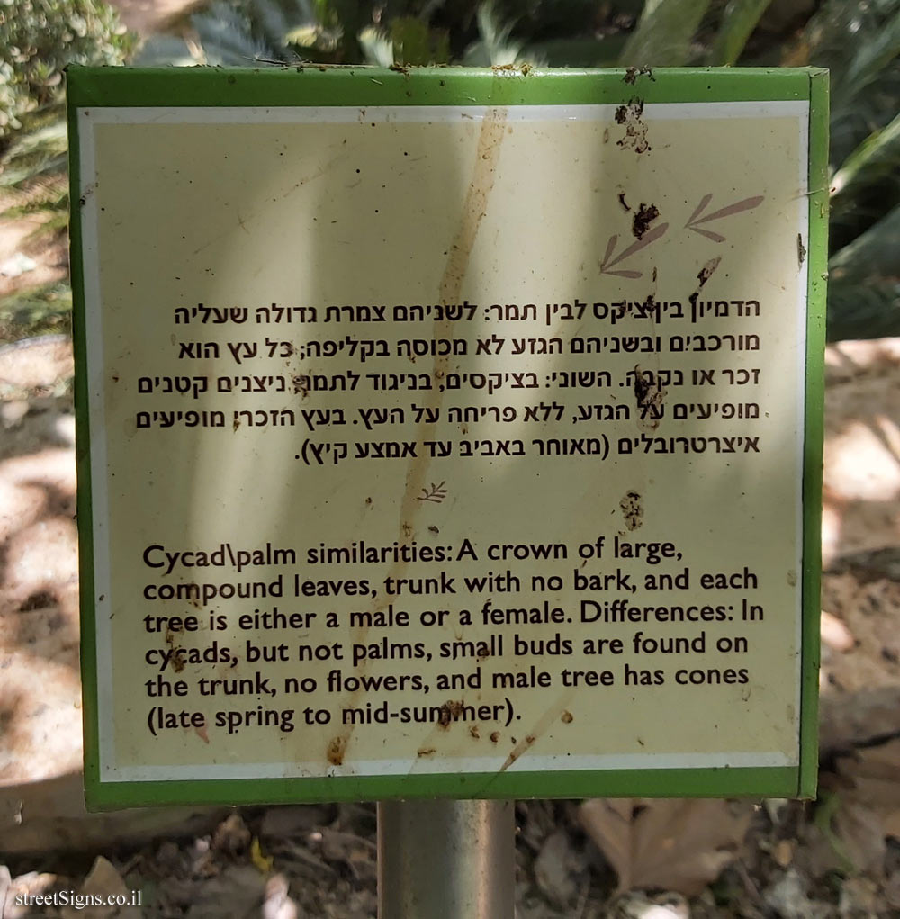 The Hebrew University of Jerusalem - Discovery Tree Walk -False Sago Palm - The fourth face