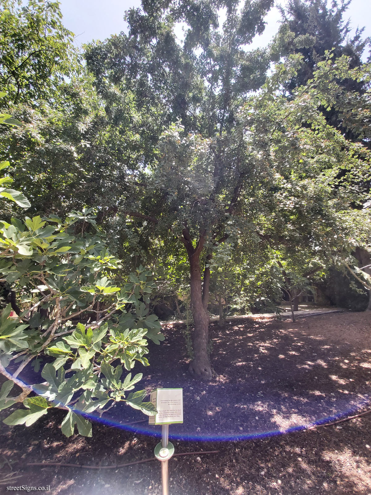 The Hebrew University of Jerusalem - Discovery Tree Walk - Common Hawthorn - Safra Campus