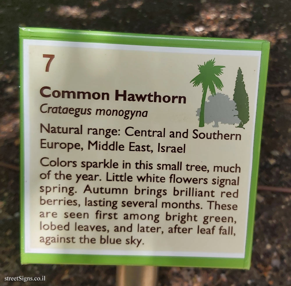 The Hebrew University of Jerusalem - Discovery Tree Walk - Common Hawthorn - The second face