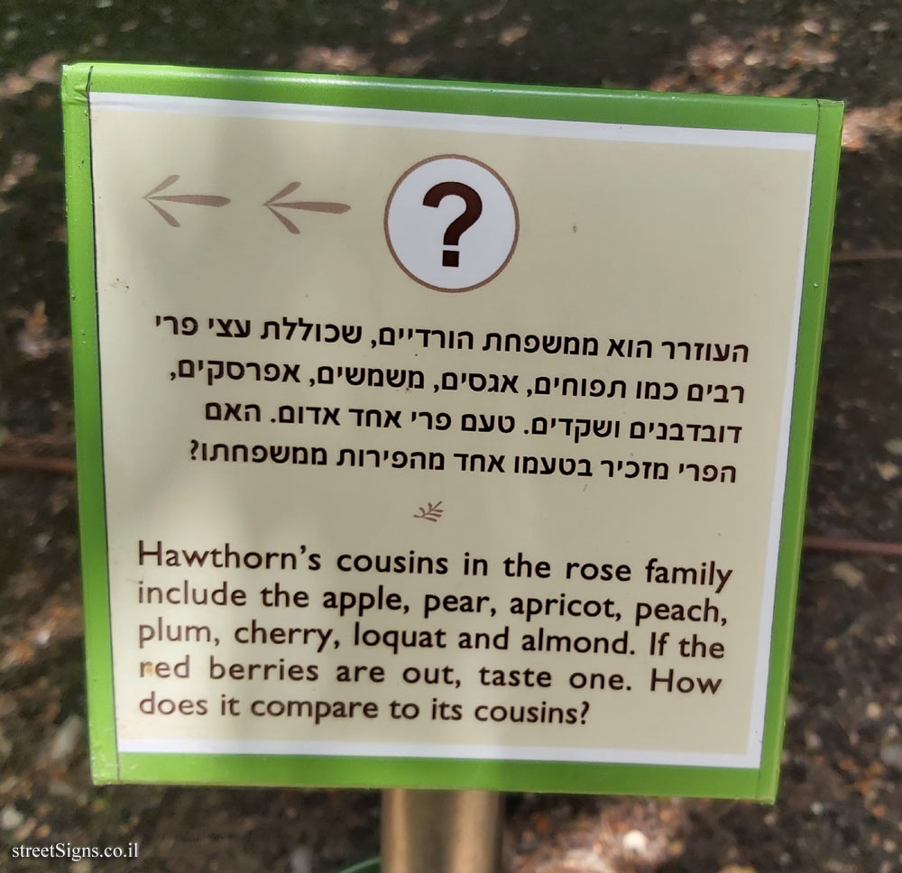 The Hebrew University of Jerusalem - Discovery Tree Walk - Common Hawthorn - The third face