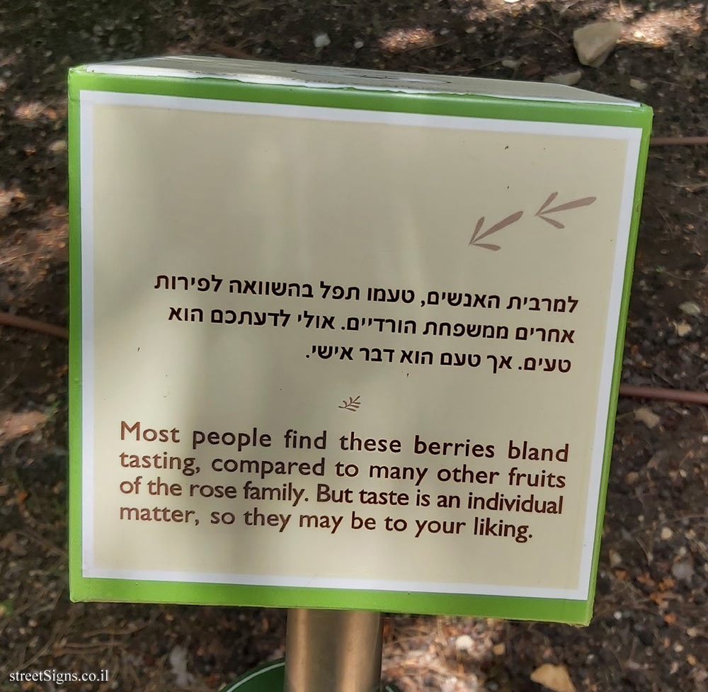 The Hebrew University of Jerusalem - Discovery Tree Walk - Common Hawthorn - The fourth face