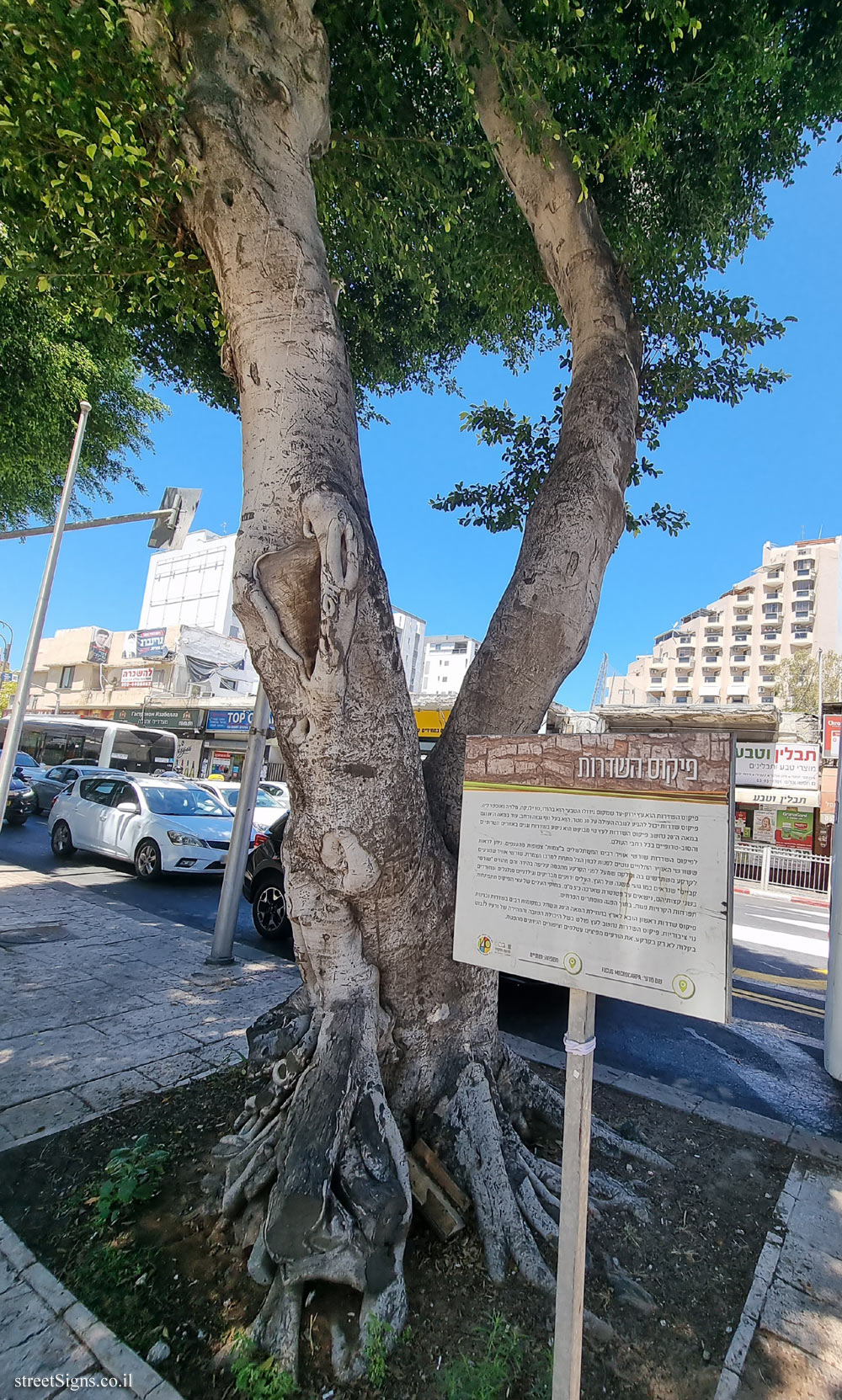 Petah Tikva - Malayan banyan - Yehoshua Shtampfer St 15, Petah Tikva, Israel