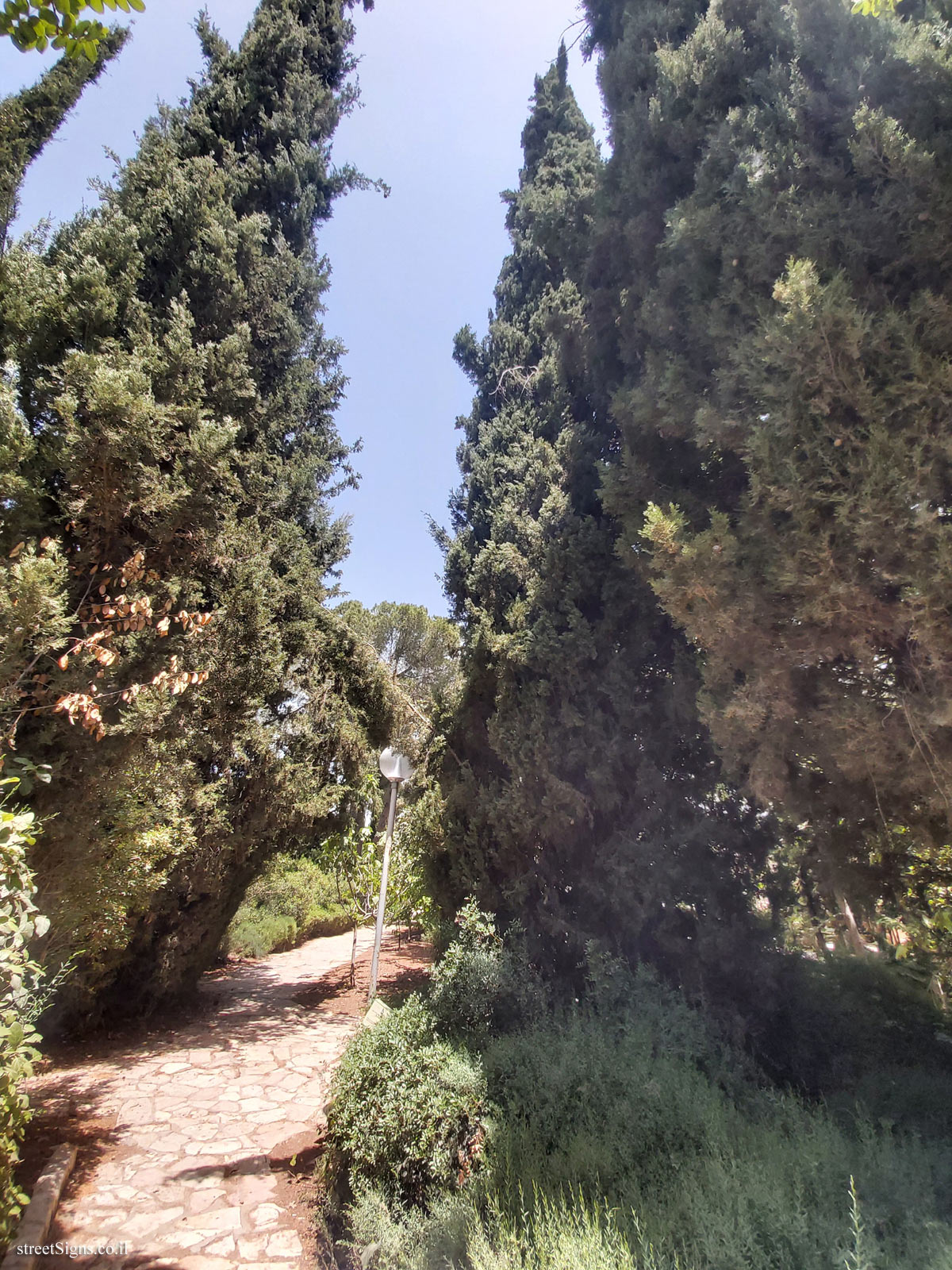 The Hebrew University of Jerusalem - Discovery Tree Walk - Italian Cypress - Safra Campus