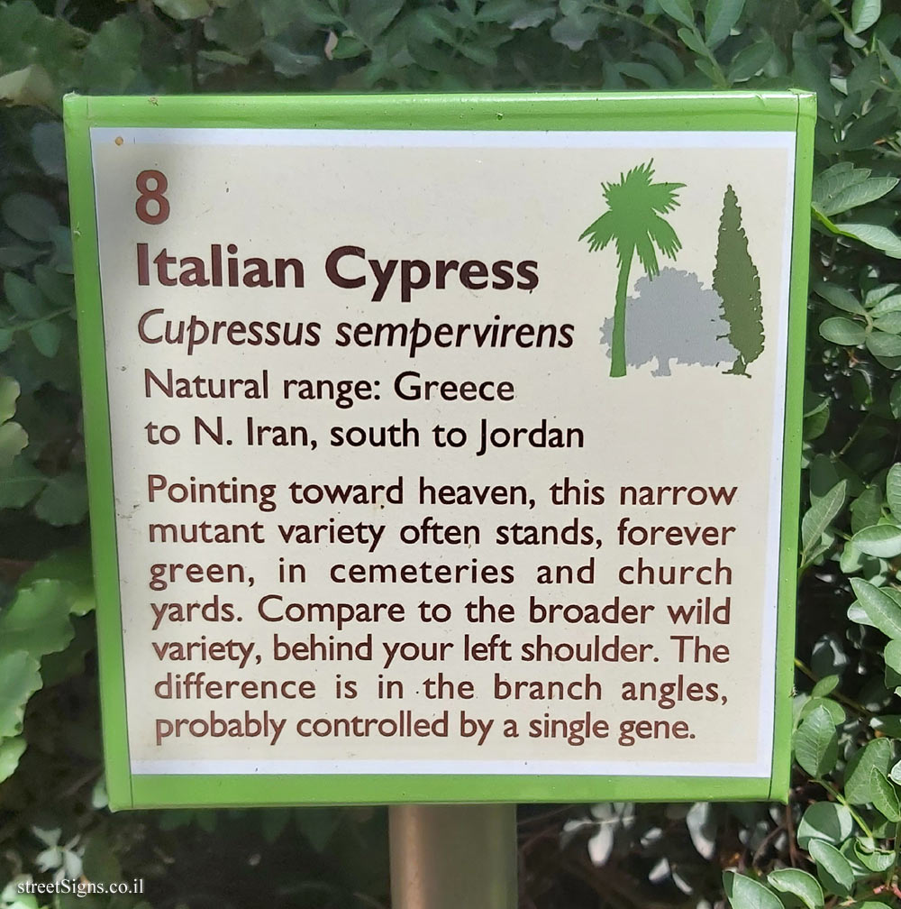 The Hebrew University of Jerusalem - Discovery Tree Walk - Italian Cypress - The second face