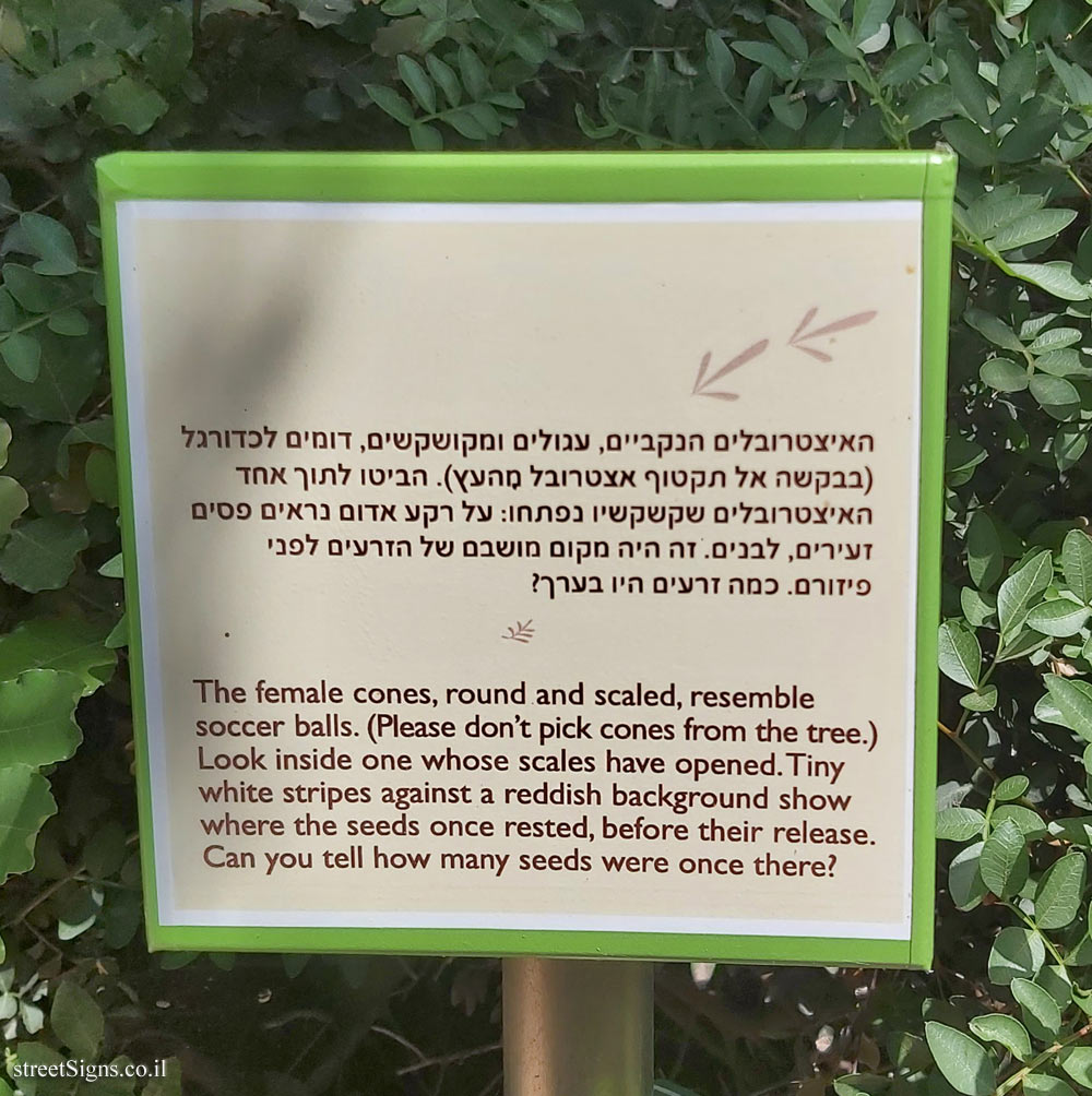 The Hebrew University of Jerusalem - Discovery Tree Walk - Italian Cypress - The fourth face