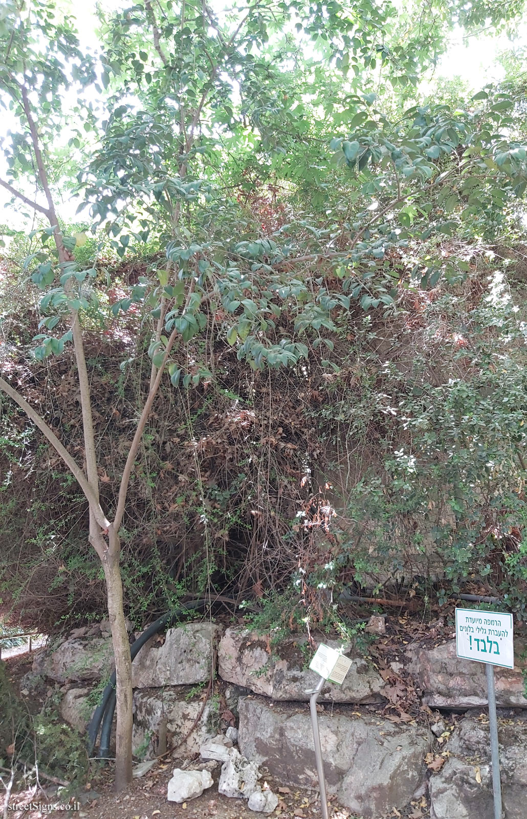 The Hebrew University of Jerusalem - Discovery Tree Walk - Carob - Safra Campus