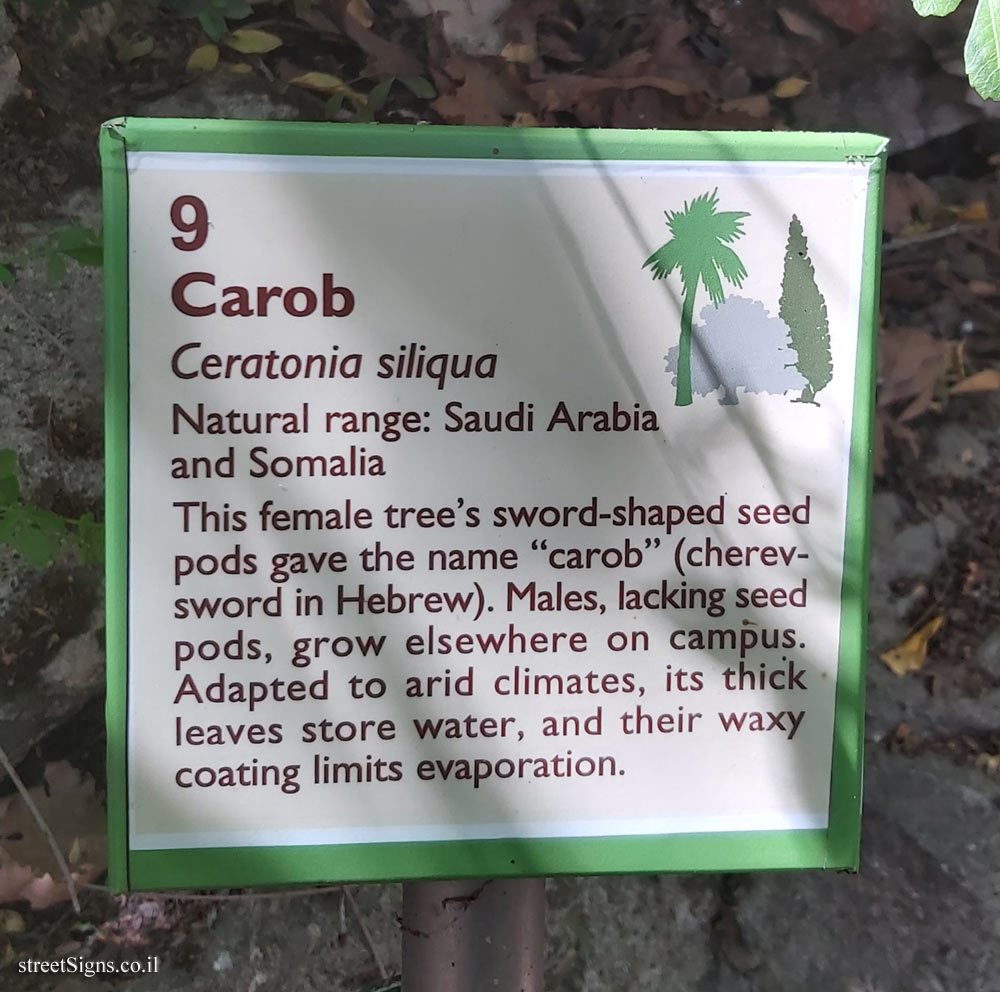 The Hebrew University of Jerusalem - Discovery Tree Walk - Carob - The second face