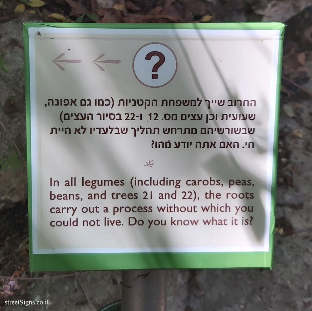 The Hebrew University of Jerusalem - Discovery Tree Walk - Carob - The third face