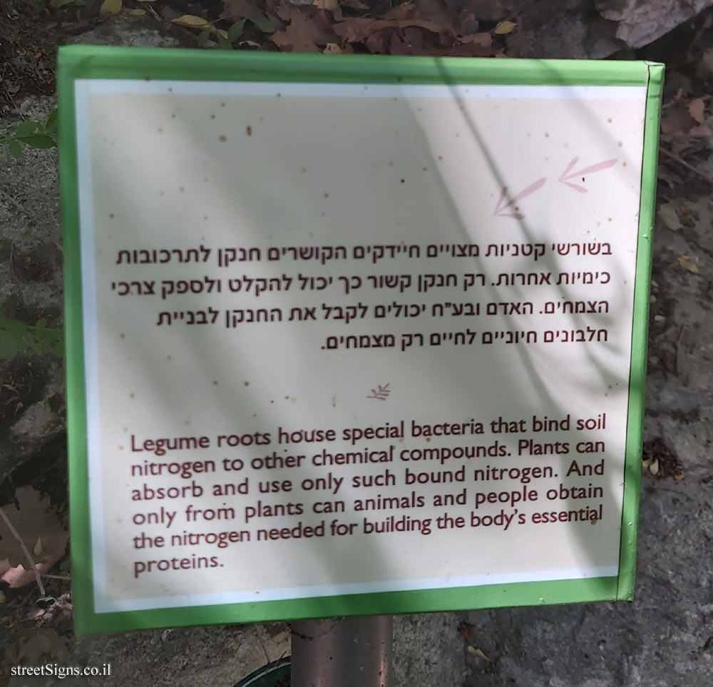 The Hebrew University of Jerusalem - Discovery Tree Walk - Carob - The fourth face