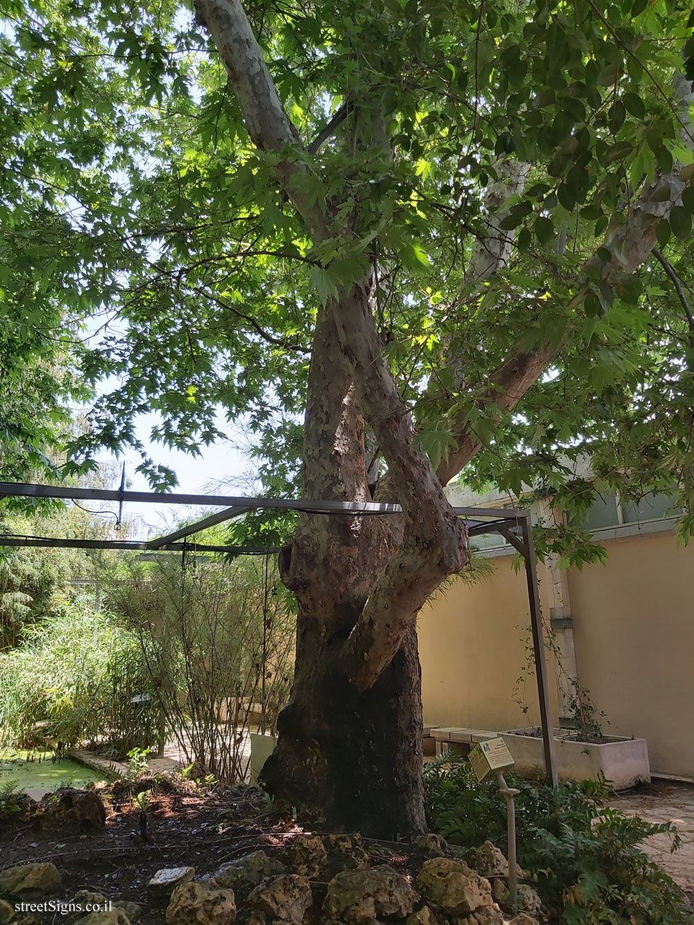 The Hebrew University of Jerusalem - Discovery Tree Walk - Oriental Plane - Safra Campus