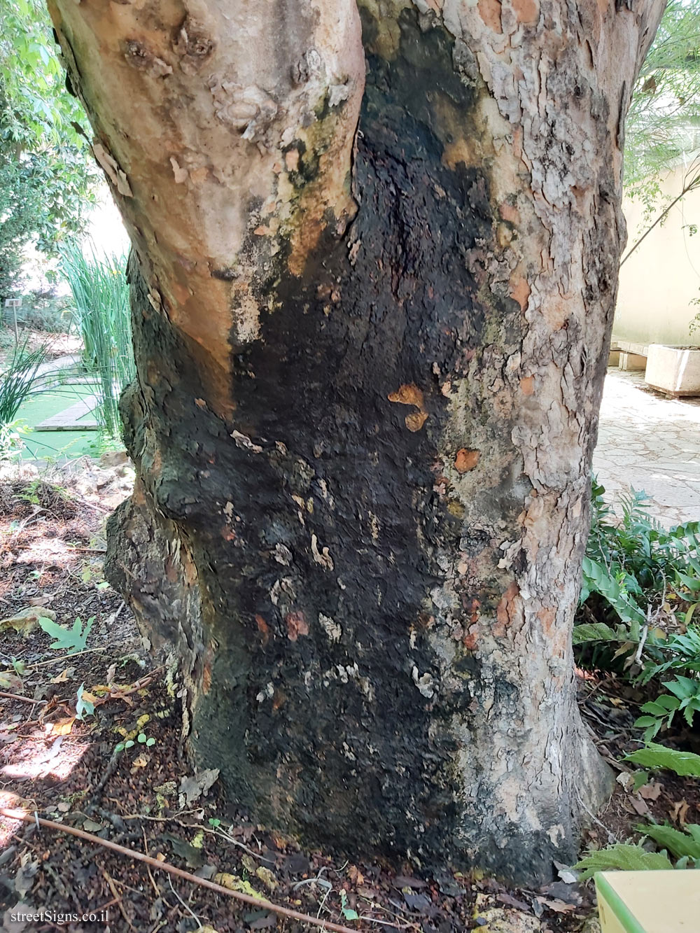 The Hebrew University of Jerusalem - Discovery Tree Walk - Oriental Plane - Safra Campus