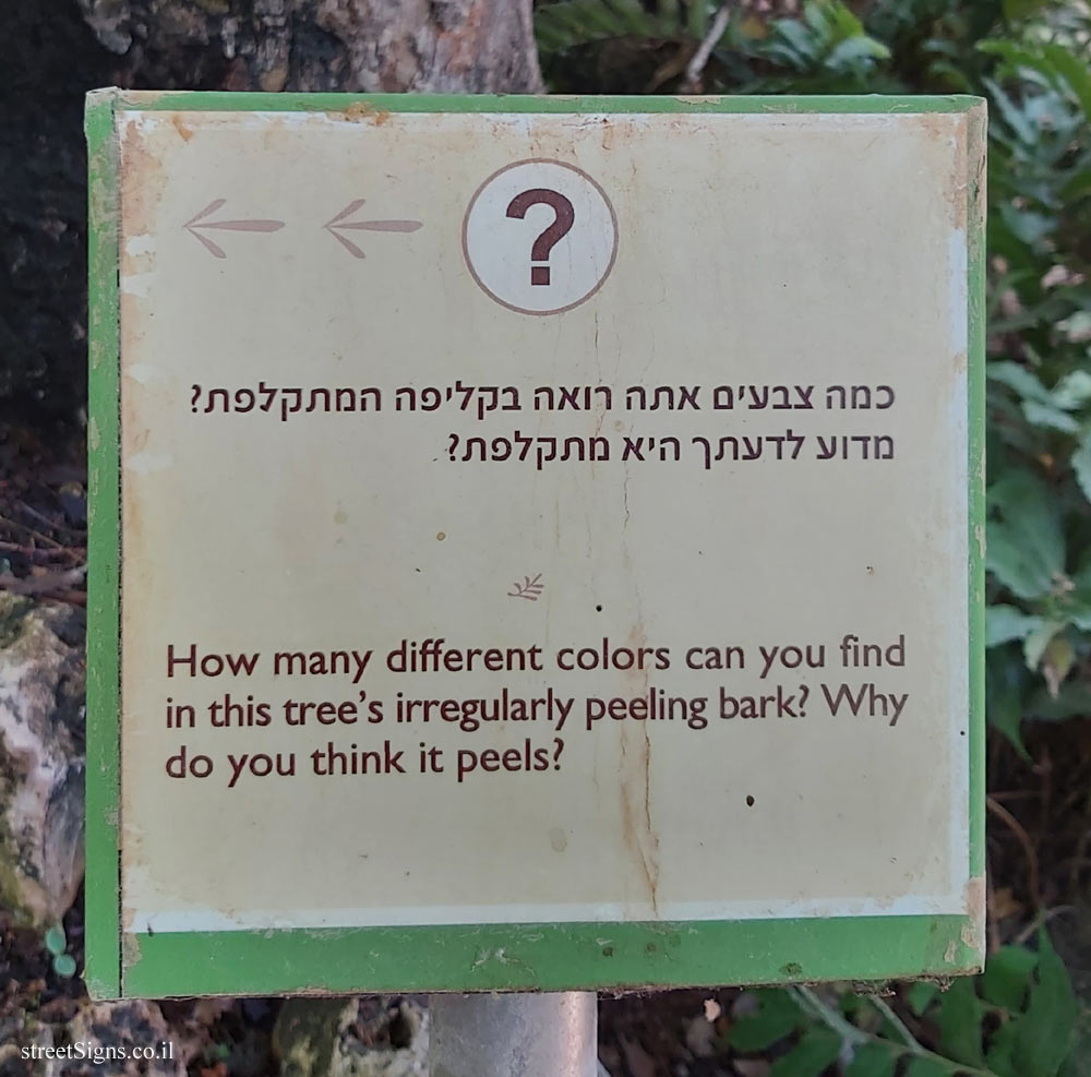 The Hebrew University of Jerusalem - Discovery Tree Walk - Oriental Plane - The third face