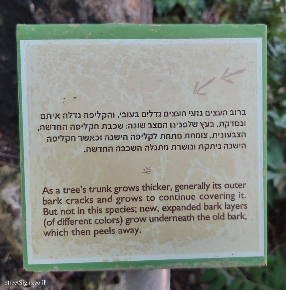 The Hebrew University of Jerusalem - Discovery Tree Walk - Oriental Plane - The fourth face