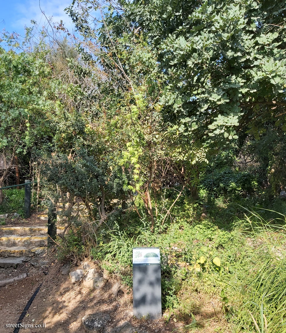 Tel Aviv - Ecological Botanical Garden - Lentisk mastic - Herzl St 157, Tel Aviv-Yafo, Israel