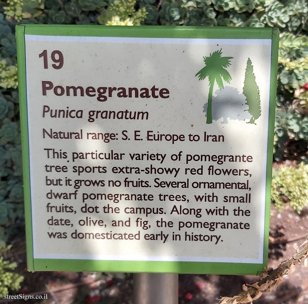 The Hebrew University of Jerusalem - Discovery Tree Walk - Pomegranate- The second face