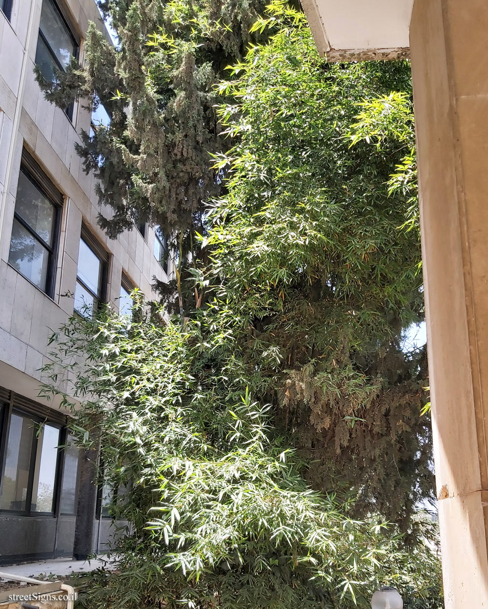 The Hebrew University of Jerusalem - Discovery Tree Walk - Fig - Safra Campus