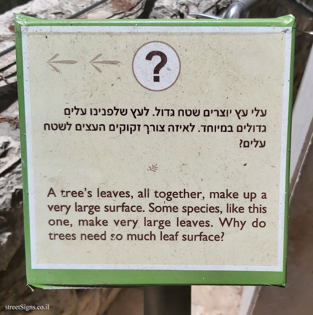 The Hebrew University of Jerusalem - Discovery Tree Walk - Fig - The third face