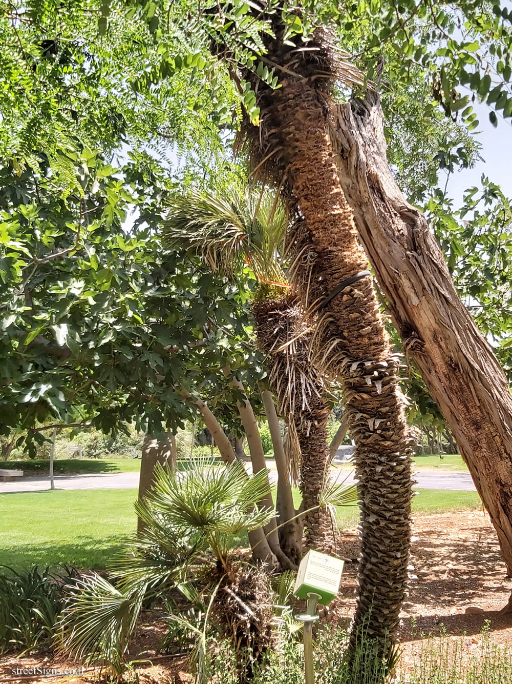 The Hebrew University of Jerusalem - Discovery Tree Walk - Black Locust - Safra Campus