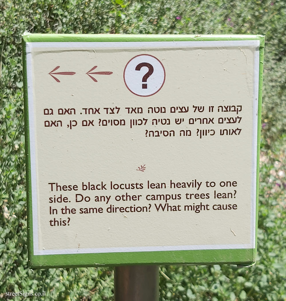 The Hebrew University of Jerusalem - Discovery Tree Walk - Black Locust - The third face