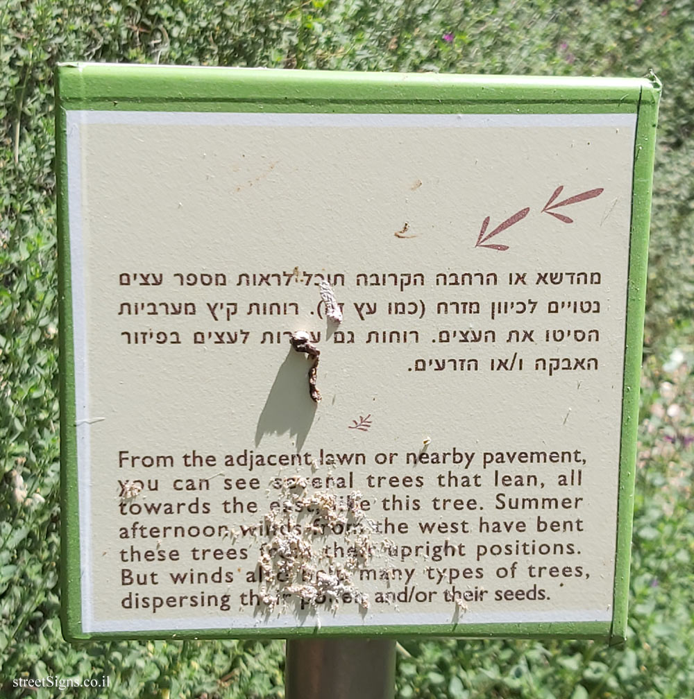 The Hebrew University of Jerusalem - Discovery Tree Walk - Black Locust  - The fourth face