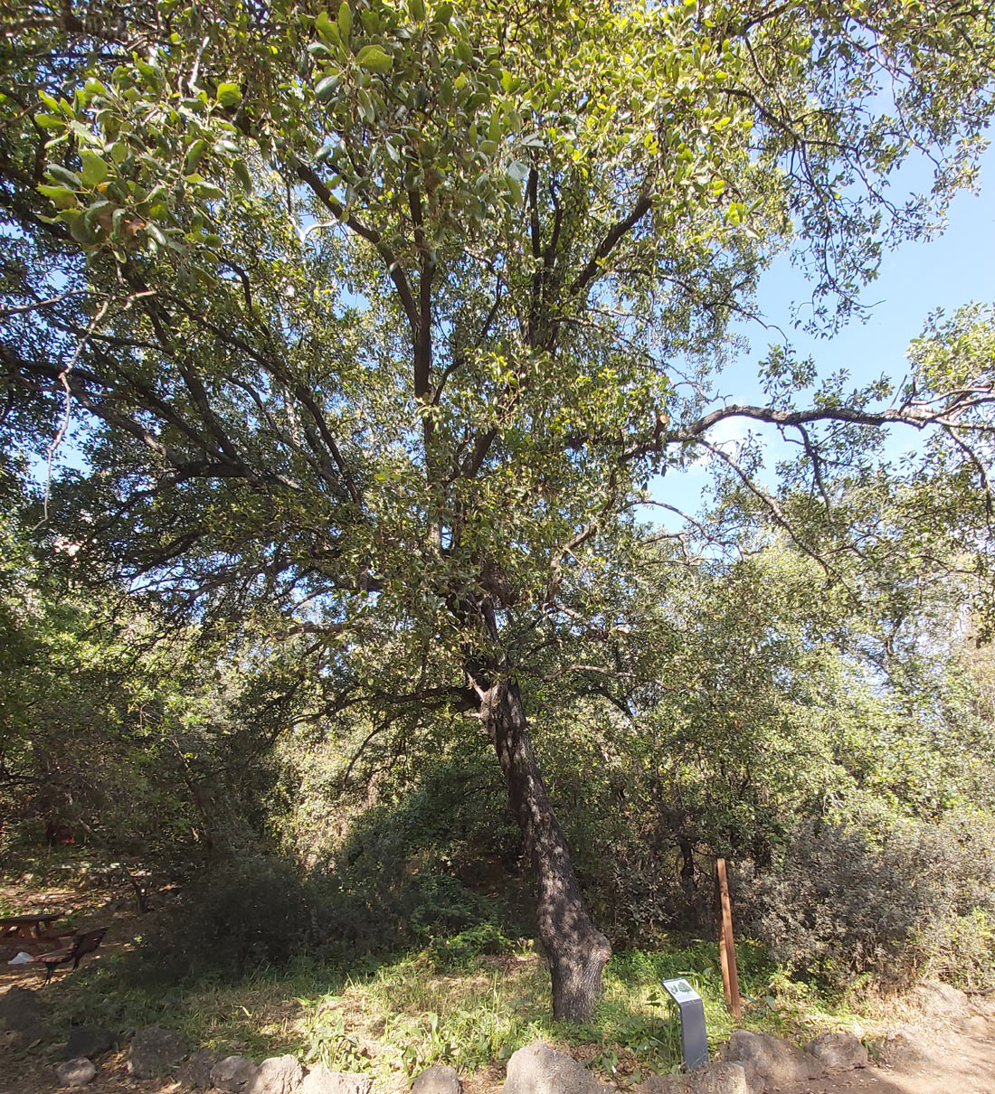 Tel Aviv - Ecological Botanical Garden - Mount Tabor oak - Herzl St 157, Tel Aviv-Yafo, Israel