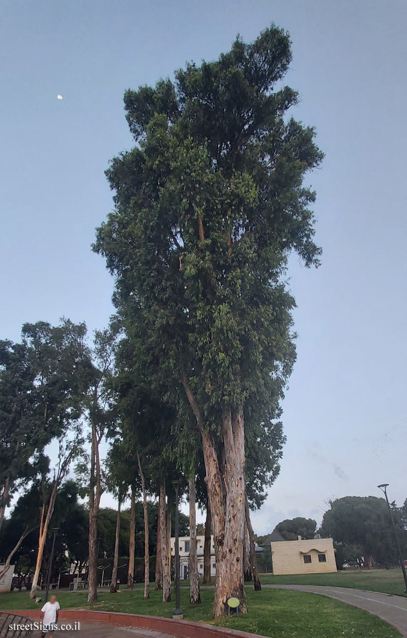 Ramat Gan - the national park - River red gum