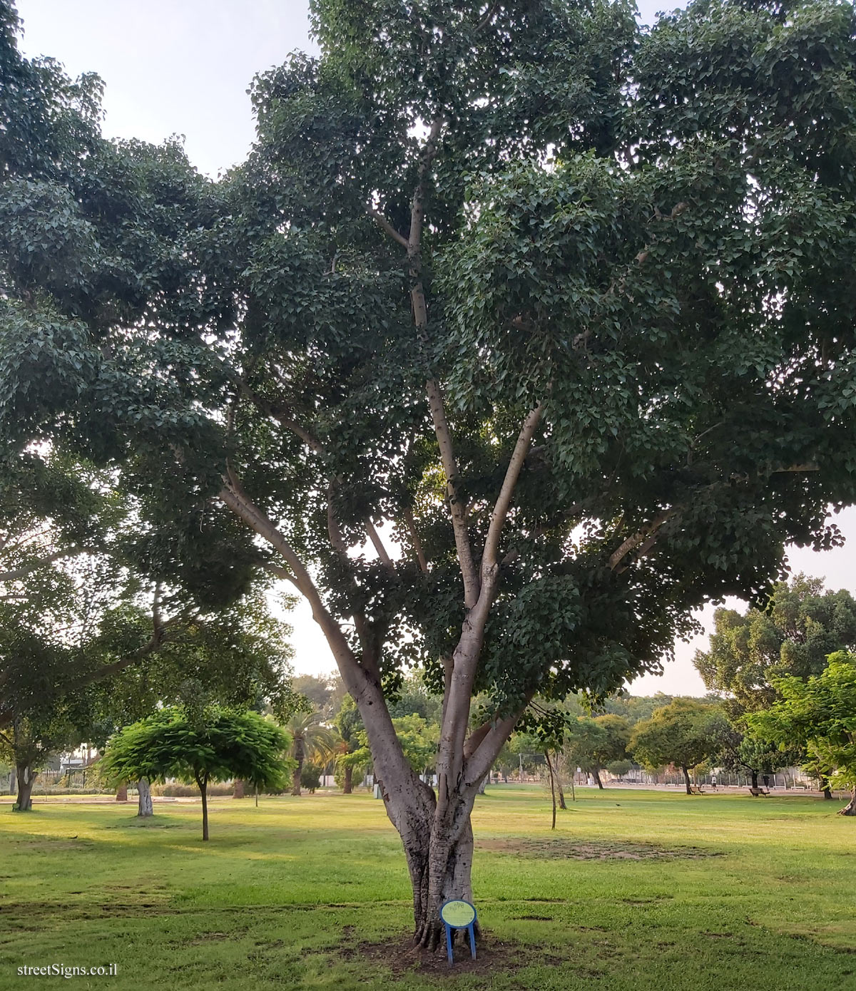 Ramat Gan - the national park - Sacred fig